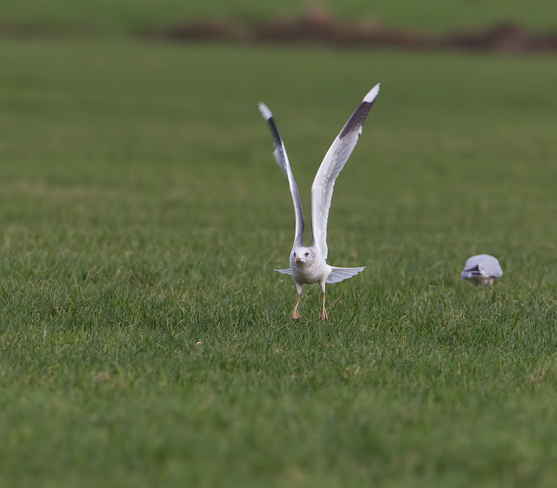 Larus canus Stormmeeuw Common Gull